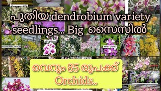 Dendrobium variety amp normal big seedlings sale all over India New seedlings arrivedSK orchids [upl. by Avruch]