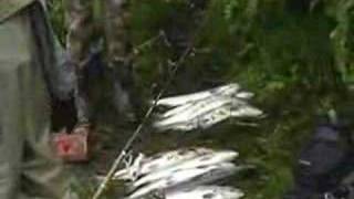 Kustatan River Salmon Fishing [upl. by East]