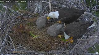 Captiva Eagle Cam 14012024 1732 [upl. by Calondra]