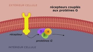 MOOC côté cours  Les différents types de récepteurs cellulaires [upl. by Nyre]