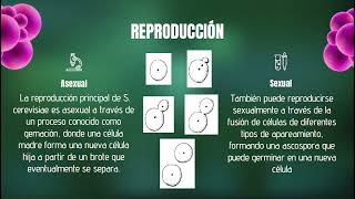 MicrobiologíaSaccharomycesCerevisiaeexplicacion [upl. by Lig]