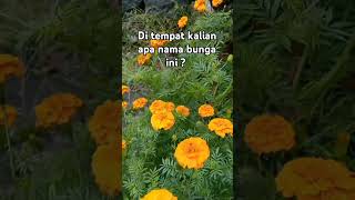 Di tempat kalian apa nama bunga ini  Marigold  Tagetes bunga kebunbunga marigold short fyp [upl. by Anitsrhc]