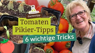 6 wichtige Tomaten PikierTipps für eine optimale Entwicklung deiner Tomatenpflanzen [upl. by Marcos194]