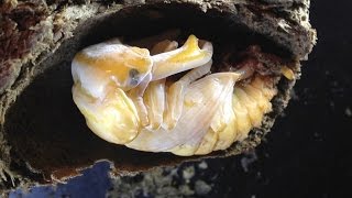 Dorcus curvidens binodulosus  Larvas pupas and a male [upl. by Enimrac]