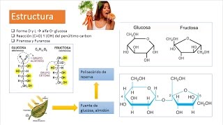 Glúcidos biomoléculas orgánicas [upl. by Wendall402]