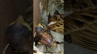 Natures Nurturers Sparrow Parents Tenderly Raising Their babies shortsviral trendingvideo [upl. by Ttsepmet]