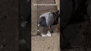 brazy crazy memes 37 memepage funny discordmemes [upl. by Lokkin]