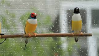 Gouldian finch song call singing Beautiful Bids [upl. by Van]