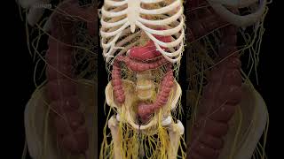 🌊 Peristalsis The Wave That Keeps Digestion Moving 🌊 anatomy [upl. by Darbee]