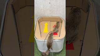 Best Mouse trap ideacreative Mouse trap rat mousetrap [upl. by Ashby]