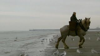 first lesson on horseback shrimp fishing with a funny ending [upl. by Novyak]