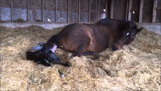 Mare giving birth to all Black stud colt [upl. by Ferneau]