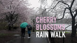 Cherry Blossoms Rain Walk  Central Park  NYC  4K [upl. by Cyprio313]