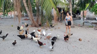 TARDE NA ROÇA FAZENDO DESINFETANTE CASEIRO DE LIMÃO  E MOSTRANDO O QUINTAL E AS GALINHAS [upl. by Adrianna]