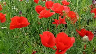 Poppy Flowers [upl. by Gotcher1]