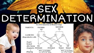 Sex determination  Class  10 Biology [upl. by Llerrut144]