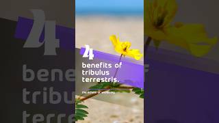 4 Health Benefits of Tribulus Terrestris 🌿 tribulusterrestris tribulus wellbeing testosterone [upl. by Kurr103]