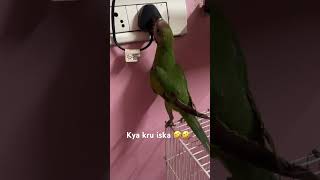 🤣🤣🤣 parrot funny trending viralvideo shorts youtubeshorts love cute trendingshorts [upl. by Martha458]