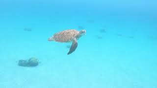 Snorkelen met schildpadden Playa Grandi Curaçao [upl. by Hachman]