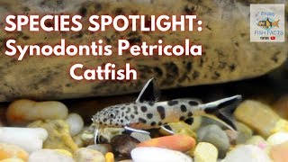 SYNODONTIS PETRICOLA Species Spotlight [upl. by Archle]