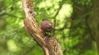 Woodland birding and lochside [upl. by Suzann]