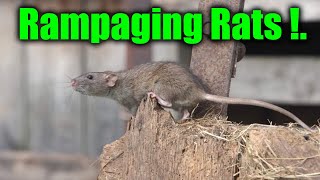 Epic ratting action [upl. by Heiner]