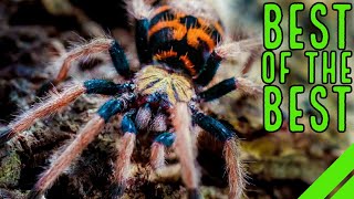 Top 10 New World Tarantulas  MUST HAVE Species [upl. by Kilah]