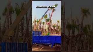 Export quality washingtonia palm by Al Shams nursery landscape shorts [upl. by Anuahsed]