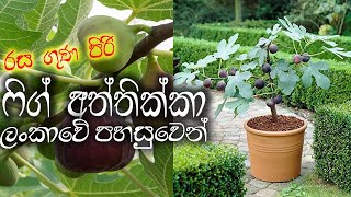 Attikka fig wagawa  ෆිග් අත්තික්කා ඔබේ ගෙවත්තේ  Growing Fig Sinhala Wagawa [upl. by Caresse]