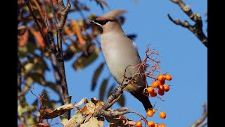 Bohemian Waxwings Bridlington East Yorkshire 221023 [upl. by Tallia]