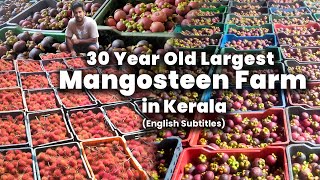 കേരളത്തിലെ ഏറ്റവും വലിയ മാംഗോസ്റ്റിൻ തോട്ടം  Largest Mangosteen Farm in Kerala English Subtitles [upl. by Ailima]