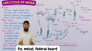 life cycle of moss class 11 [upl. by Haggi912]