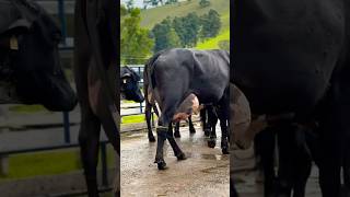 Girlando Breed Cows  Girlando Dairy Farm cow dairyfarming farming dairyfarm shorts cowvideos [upl. by Reinhold413]