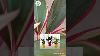 Dracaena Plant care How to grow dracaena dracaena marginata Plant dracena indoorplants [upl. by Gladdy]