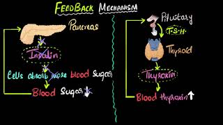 Hormone feedback mechanism  Control amp Coordination  Biology  Khan Academy [upl. by Wiley806]