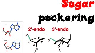 Sugar puckering [upl. by Bill641]