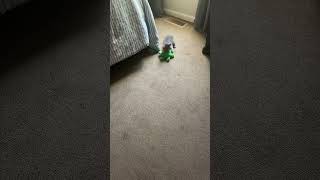 Kitten Plays with Green Frog Toy  1528176 [upl. by Niehaus111]