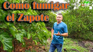 Producción de zapote consejos como fumigar y abonar correctamente este árbol para una maxima cosecha [upl. by Ellertnom]