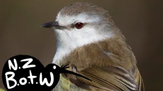 Chatham Island warbler  New Zealand Bird of The Week [upl. by Varuag]