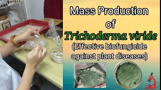 Trichoderma viride  Effective Biofungicide  Cure  Control Plant Diseases [upl. by Treborsemaj478]