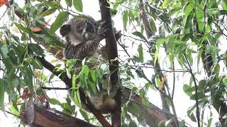 Its raining its pouring  Jaxson the koala got a soaking [upl. by Eednim]