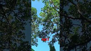 monkey jump 🐒😁langoorcolobinaememesvideosong cover nature clouds [upl. by Cutcliffe]