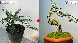 Pruning and training a tree from a lush tree  Creating a small bonsai tree [upl. by Sauncho220]