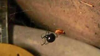 Black Widow Spider eating a beetle [upl. by Natalya]