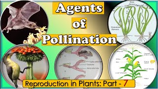 Pollinators amp typesPollinating agents Abiotic amp Biotic agentsSanjay Lad sir Wadia college [upl. by Coopersmith]