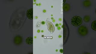 Spathidium vs Euplotes Uma caçada microscópica microbiologia microorganismos protozoa [upl. by Selimah]