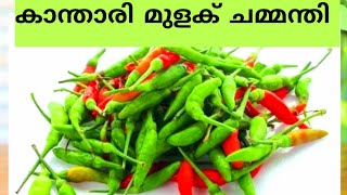 Kantharimulaku Chammandhiകാന്താരി മുളക് ചമ്മന്തിBirds Eye chilli Special Kanthari Chammandhi [upl. by Marj804]