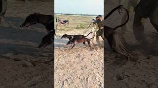 High speed video greyhound Dog Race  trending video viral shorts dog animals funny pets [upl. by Ema]