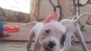 American Bulldogs Puppies [upl. by Phedra]