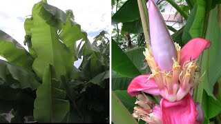 Banana Tree Update For August  3 Types With Musa Velutina Flowering [upl. by Nojed]